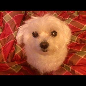 Meet your Posher, Janet